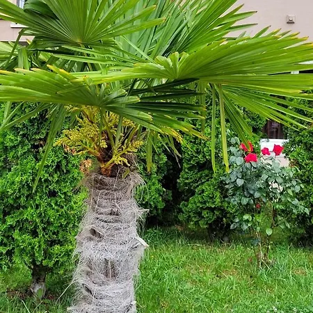 Apartman Vip-zone Napospart